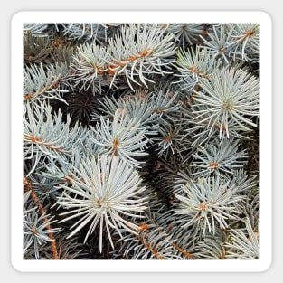 White Spruce Sticker